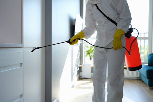 Mold Removal Process in Gray Summit, MO