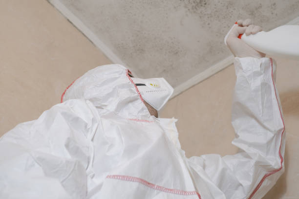 Home Mold Removal in Gray Summit, MO