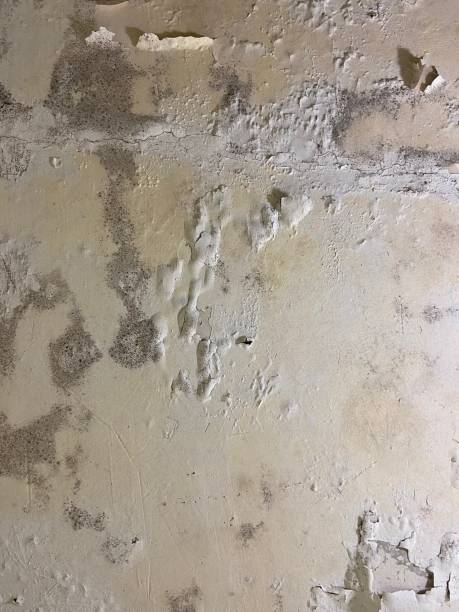 Best Best Mold Removal Companies  in Gray Summit, MO