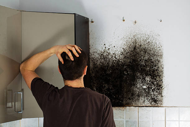 Best Residential Mold Removal  in Gray Summit, MO